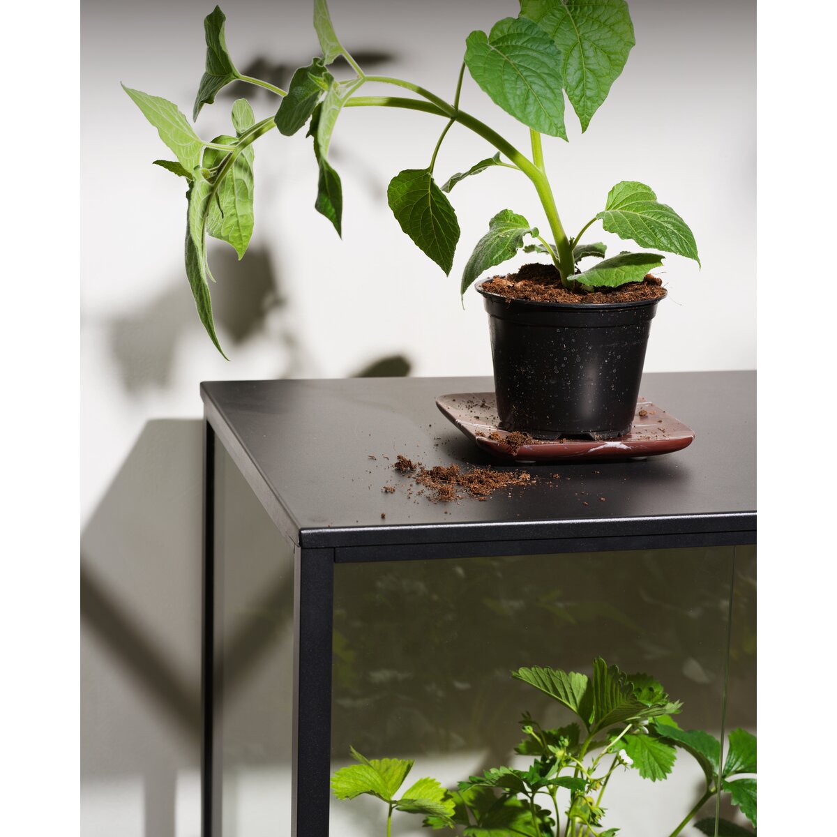 Pflanzenschrank Grower Greens, Schwarz -  Aluminium, Glas mit 1 Boden
