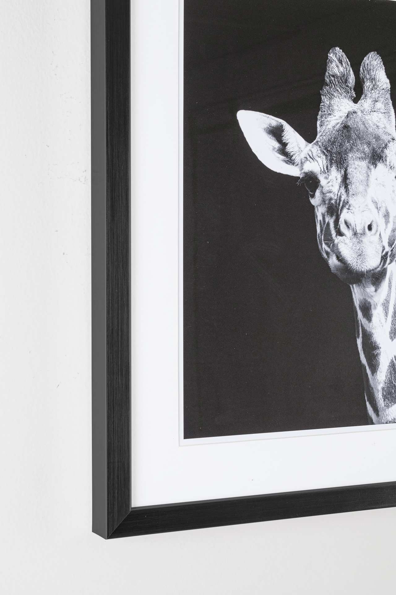 Das Bild Giraffe überzeugt mit ihrem klassischen Design. Das Bild verfügt über einen Druck auf Papier. Das Gestell ist aus MDF und der Rahmen aus Kunststoff. Die Maße sind 50x50 cm.