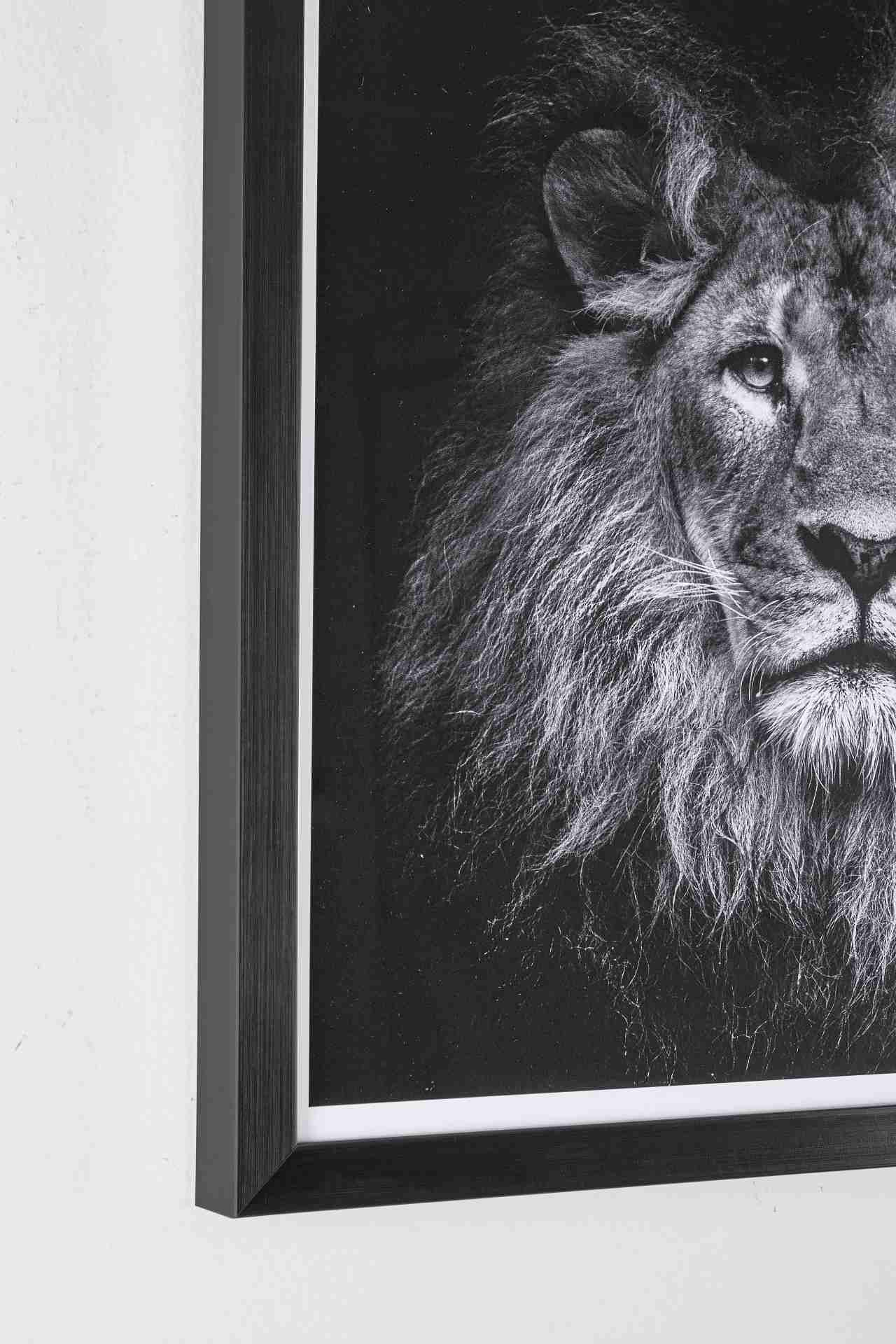 Das Bild Lion No.2 überzeugt mit ihrem klassischen Design. Das Bild verfügt über einen Druck auf Papier. Das Gestell ist aus MDF und der Rahmen aus Kunststoff. Die Maße sind 43x43 cm.