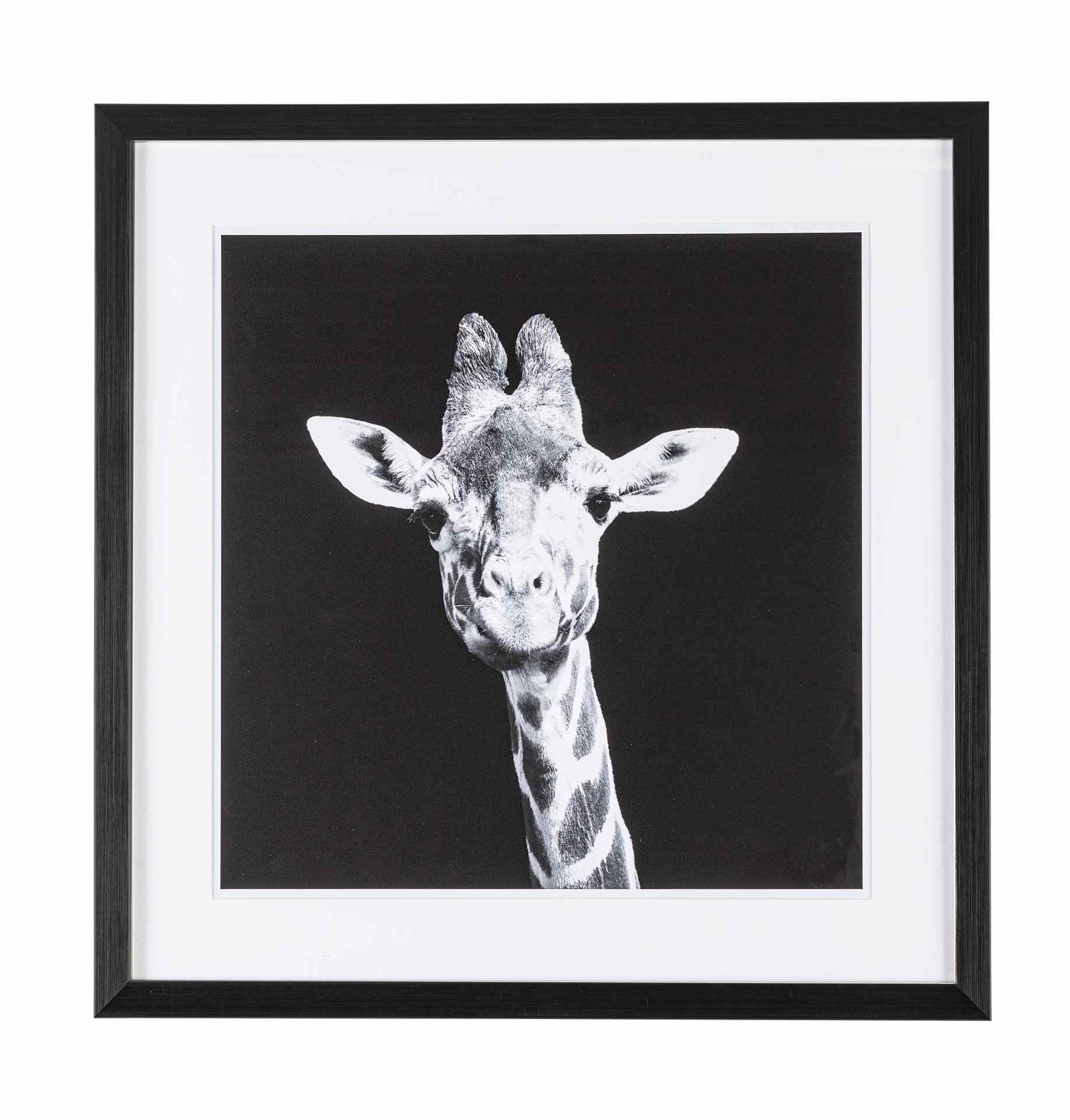 Bild Giraffe, 50x50 cm Bild Giraffe, 50x50 cm