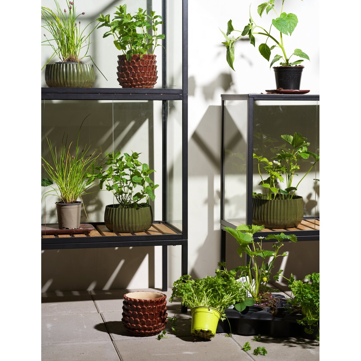 Pflanzenschrank Grower Greens, Schwarz -  Aluminium, Glas mit 1 Boden