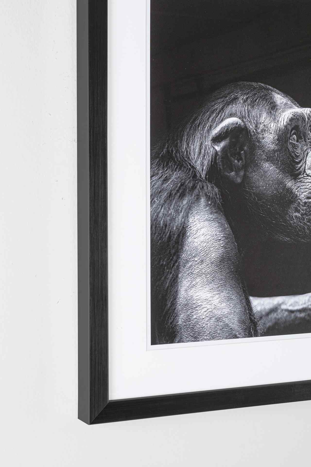 Das Bild Monkey überzeugt mit ihrem klassischen Design. Das Bild verfügt über einen Druck auf Papier. Das Gestell ist aus MDF und der Rahmen aus Kunststoff. Die Maße sind 50x50 cm.